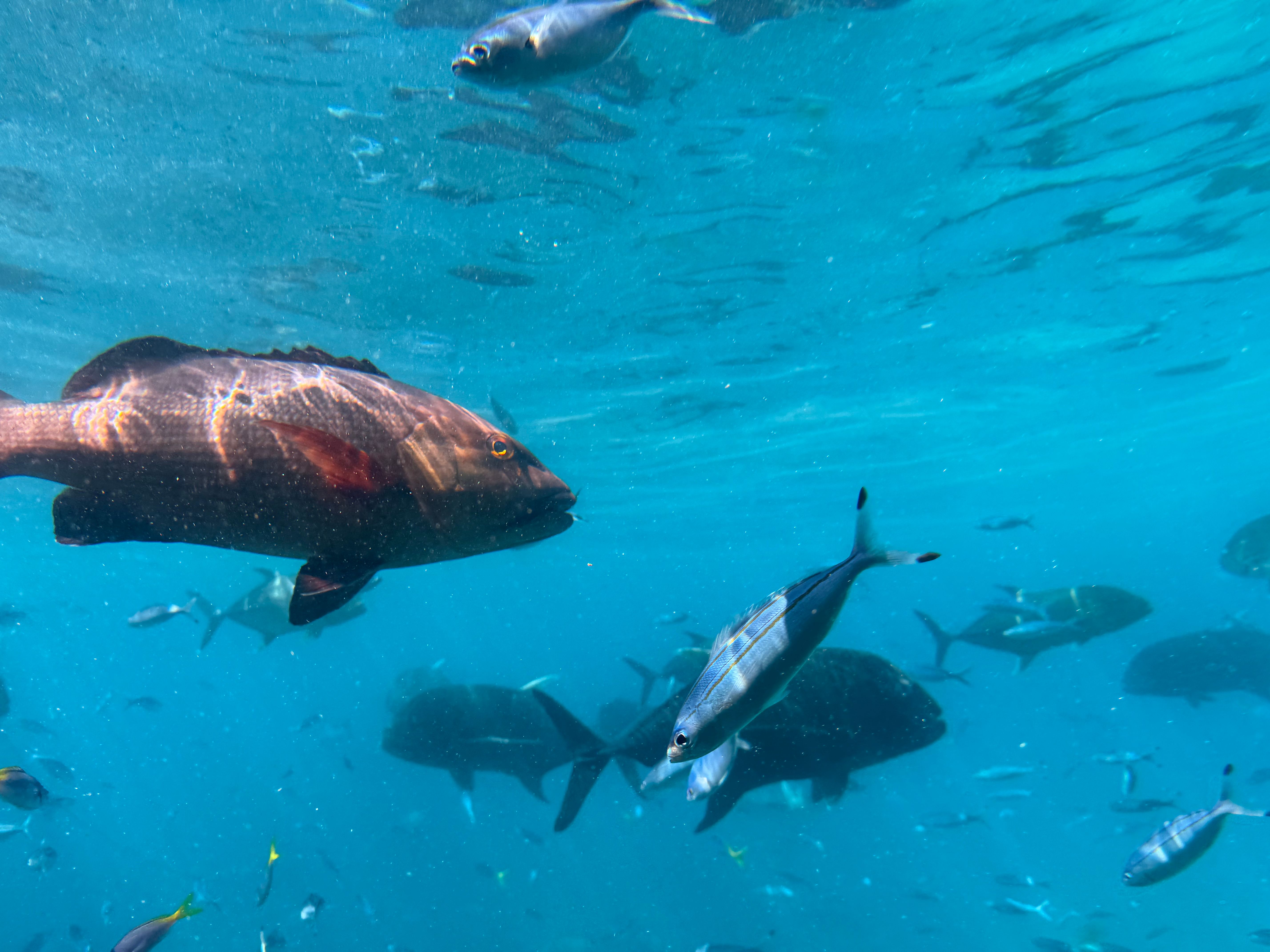 How Bycatch Is Reduced in Fishing Gear