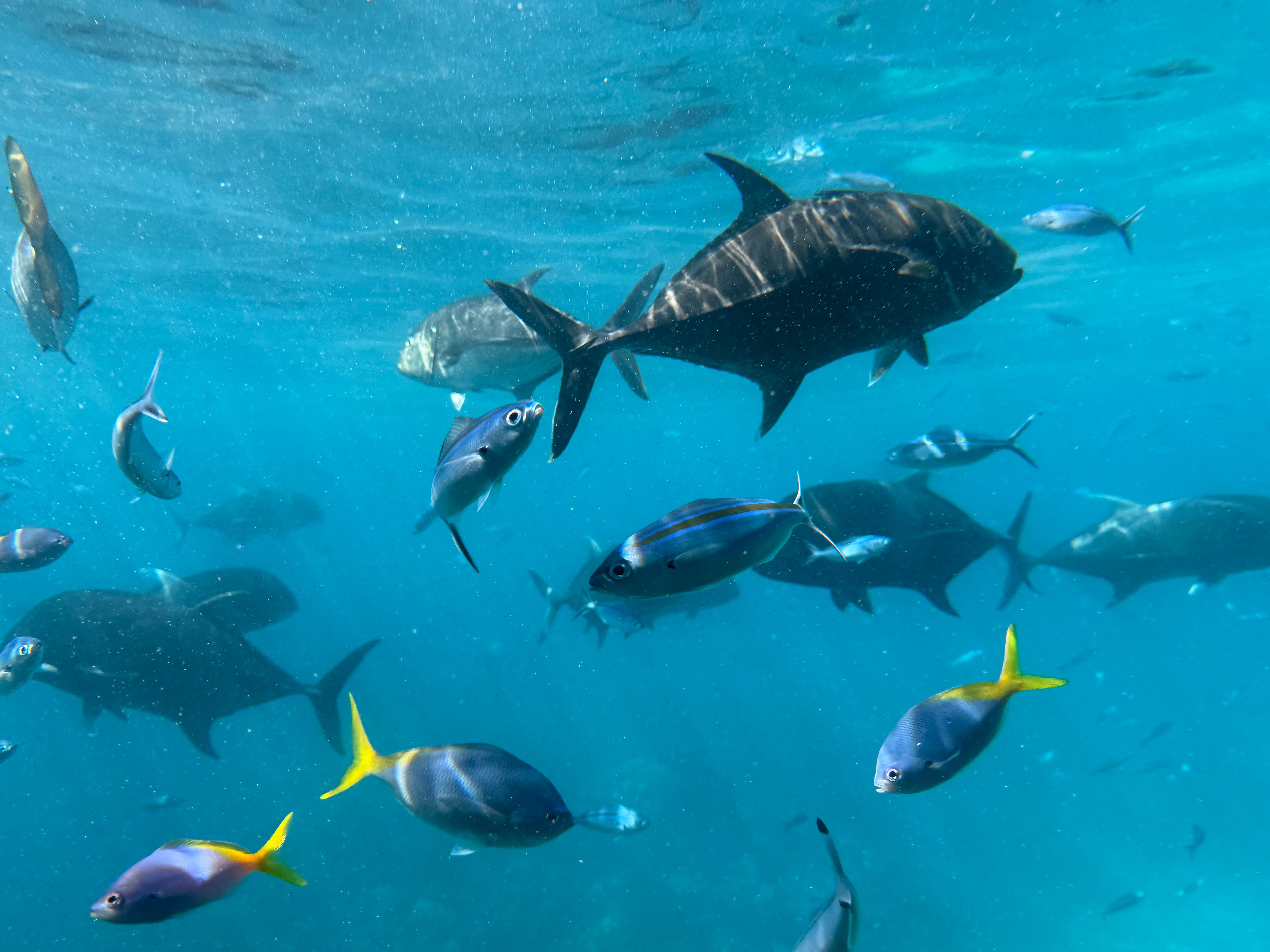 liburan ke Sydney dan Great Barrier Reef