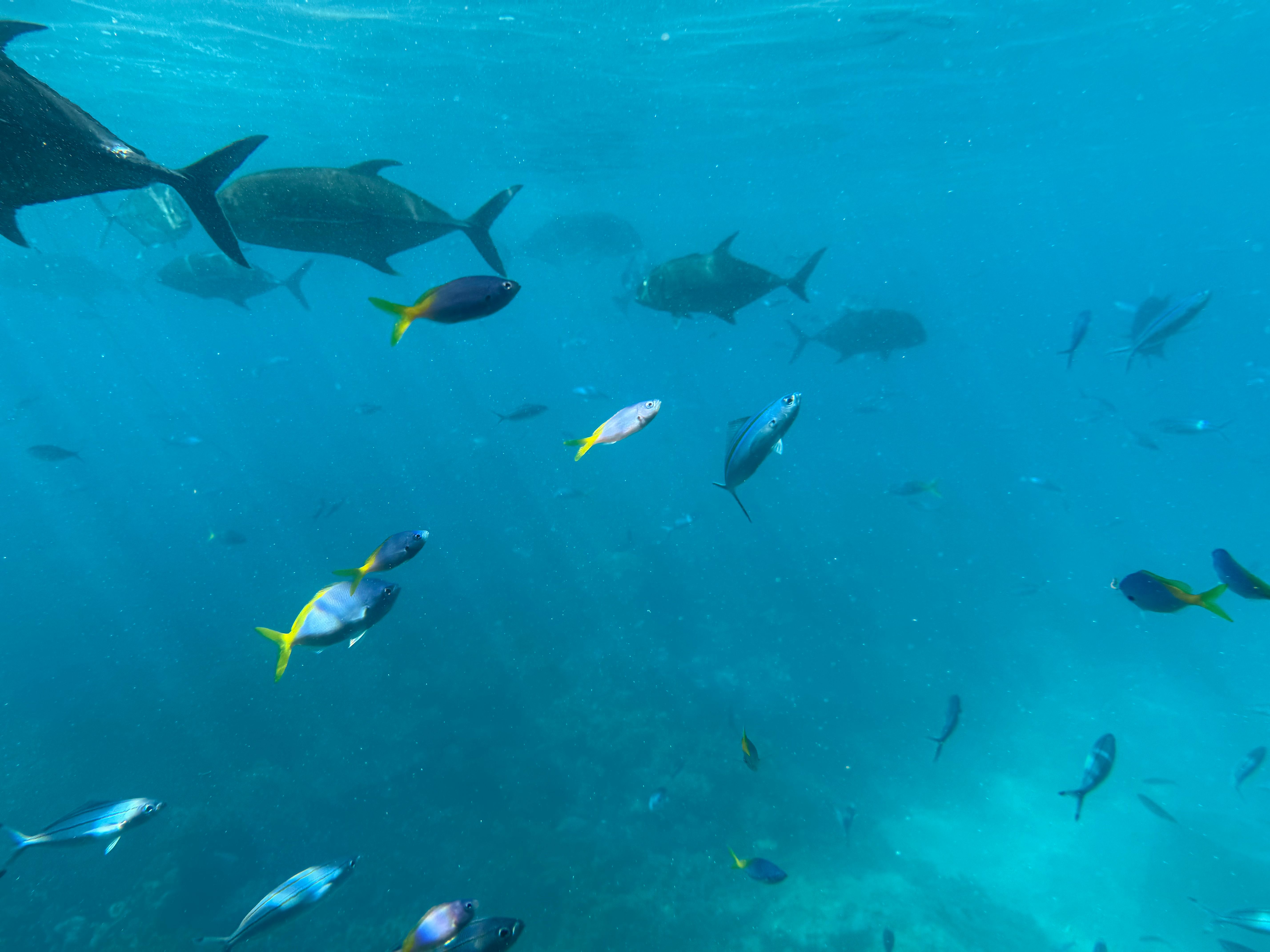 panduan lengkap liburan ke sydney dan great barrier reef
