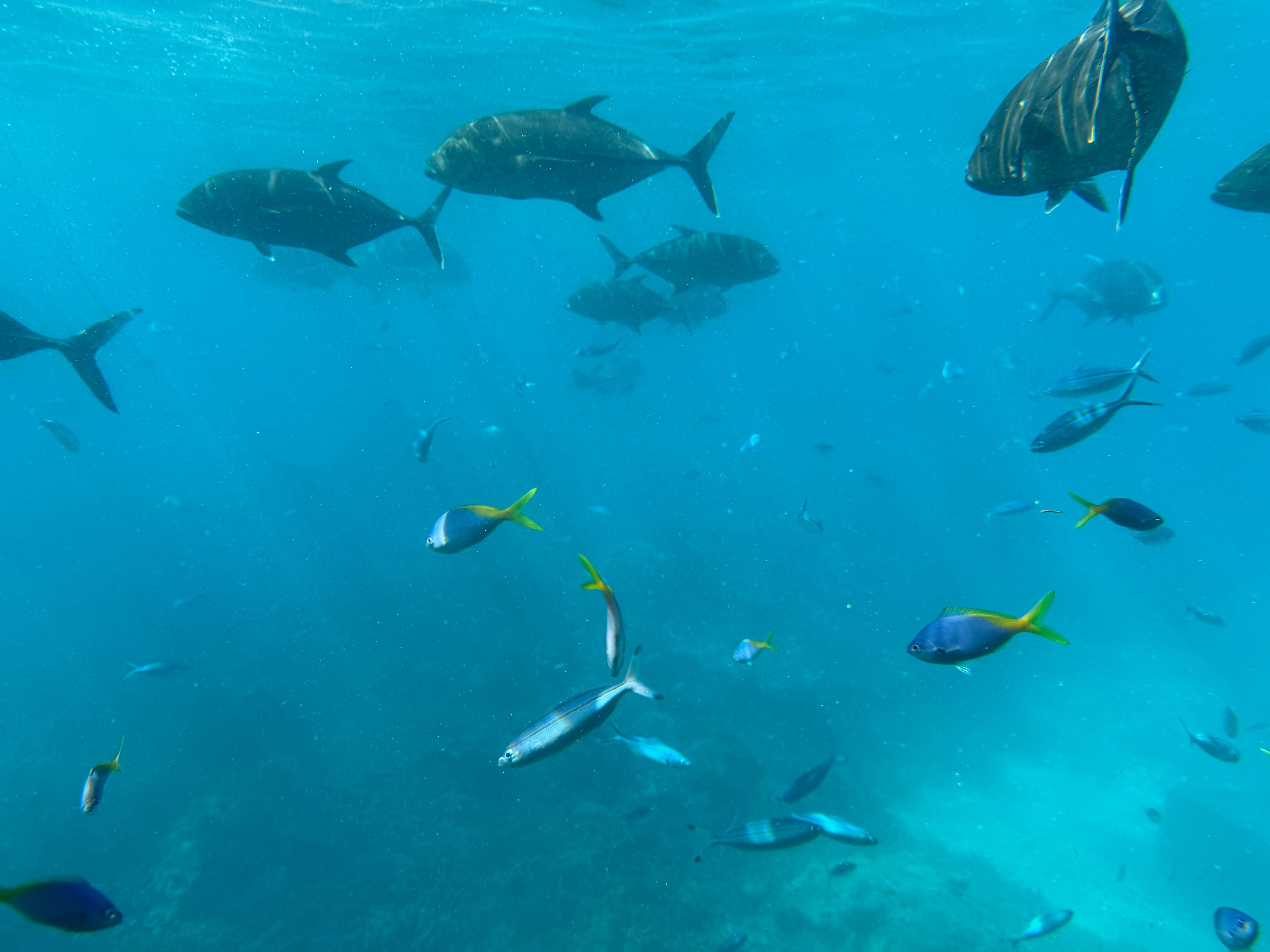 great barrier reef
