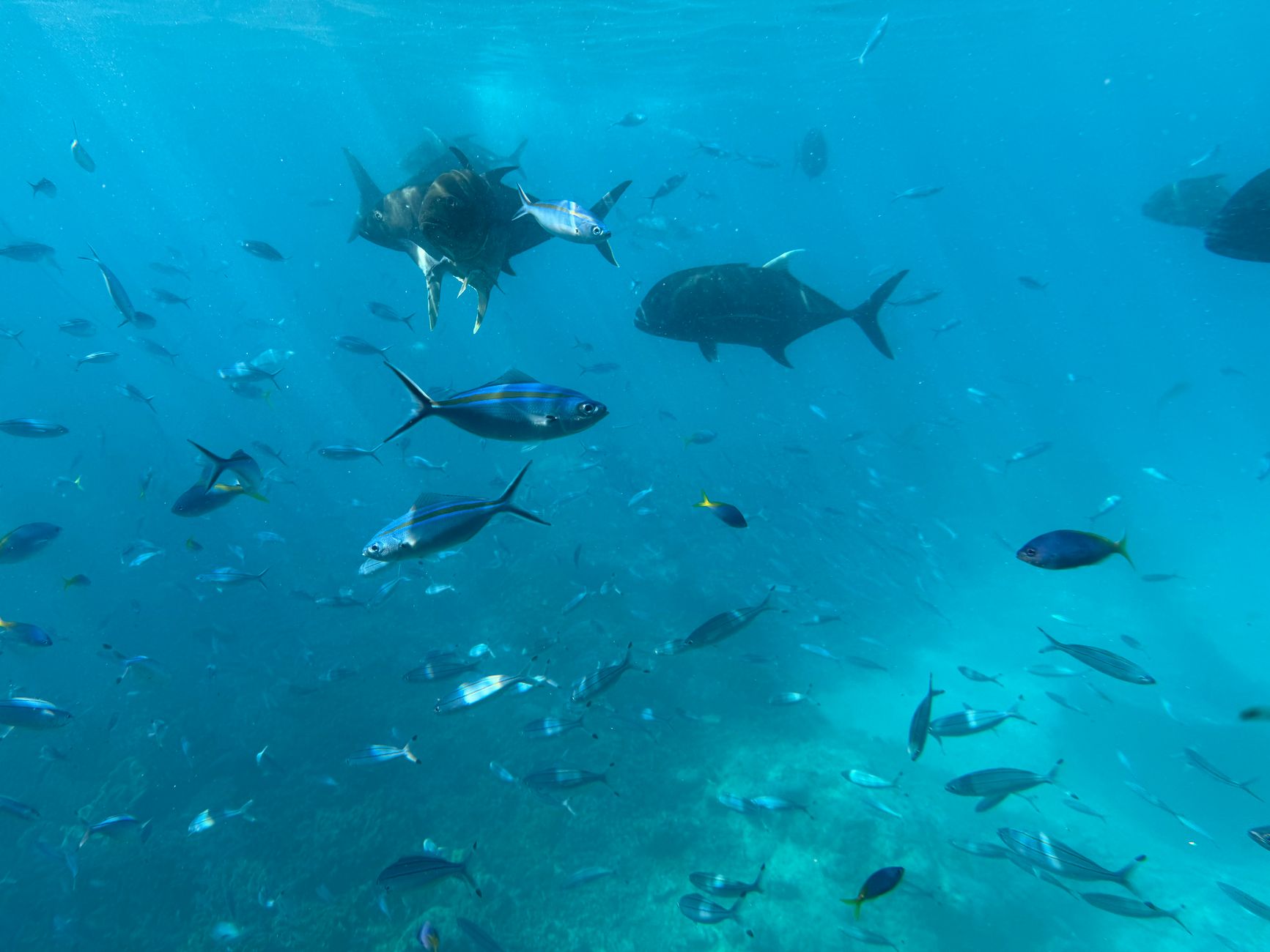 Photo de Aliwal Shoal