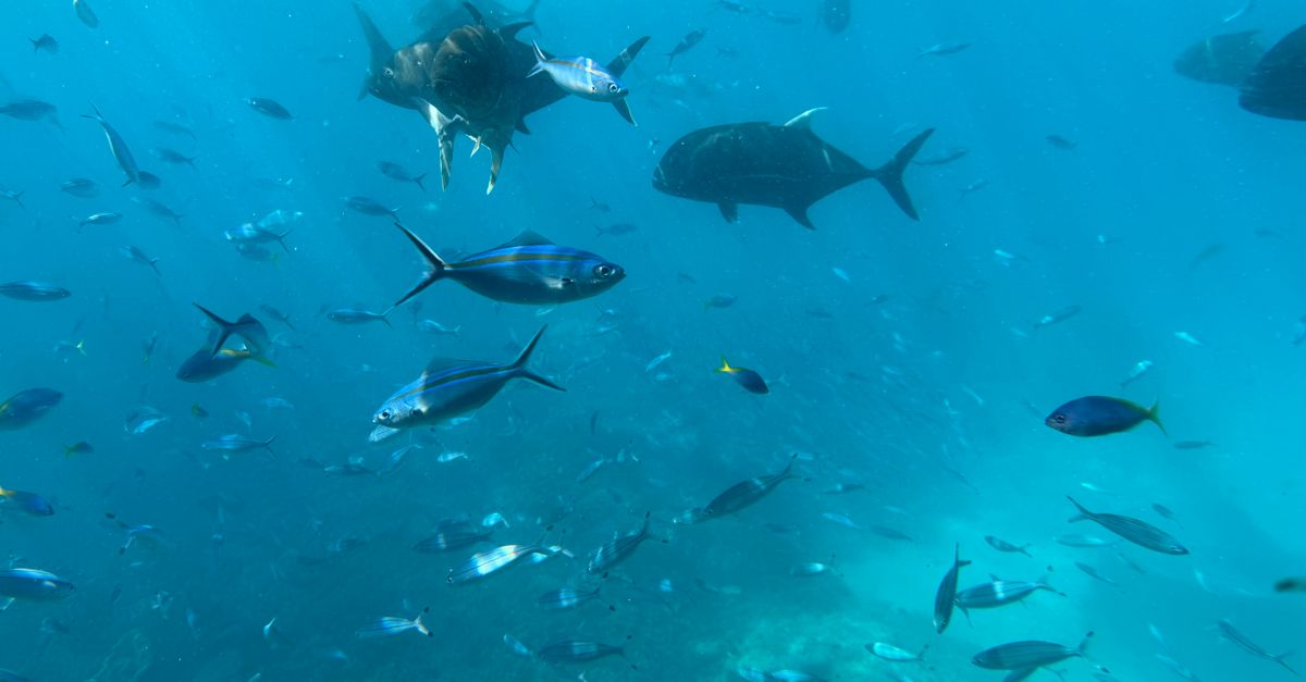 The Bahamas Scuba Diving — Caribbean travel guide