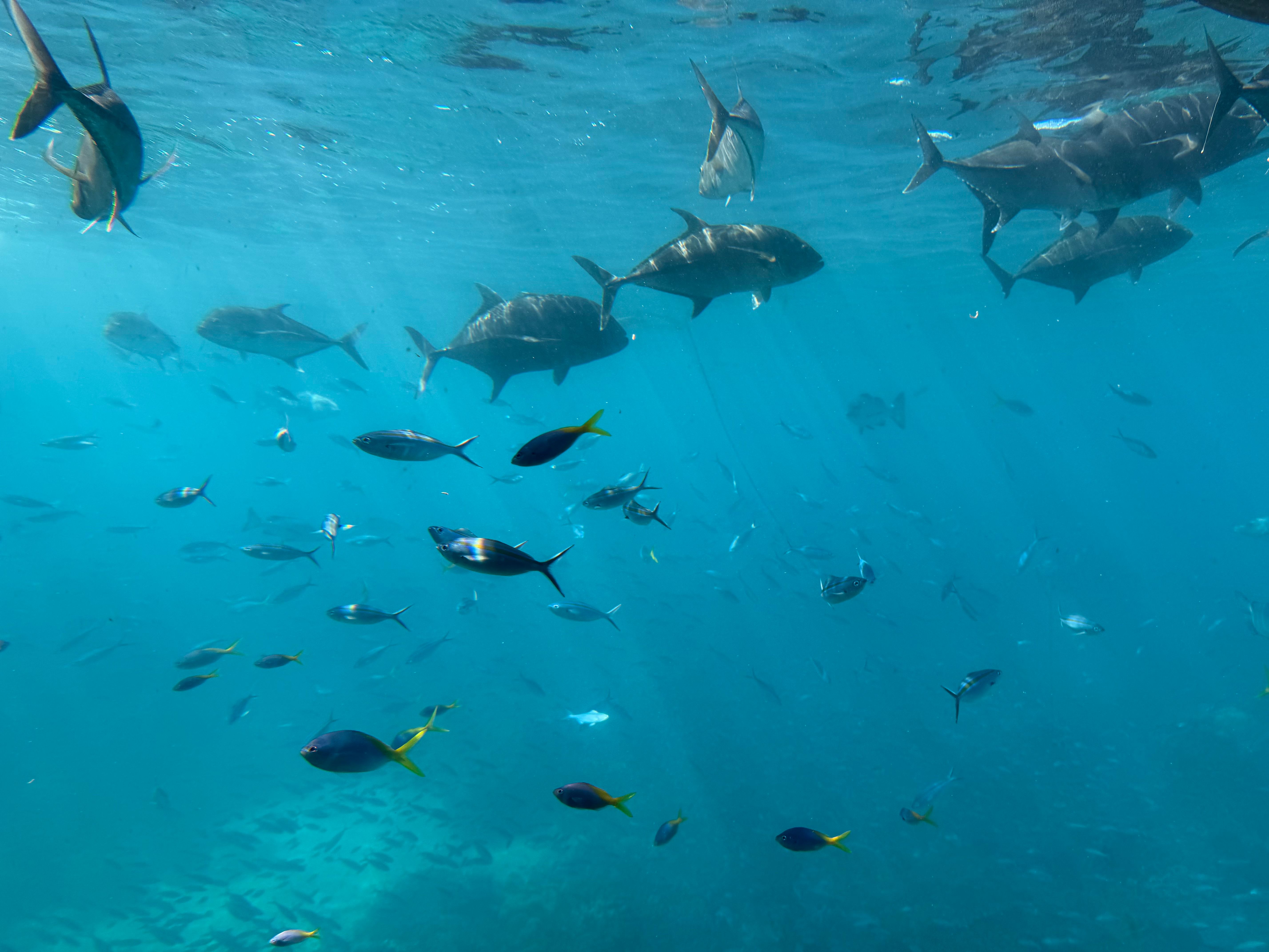 Kawanan ikan trevally dan ikan karang berenang di perairan biru jernih di atas terumbu