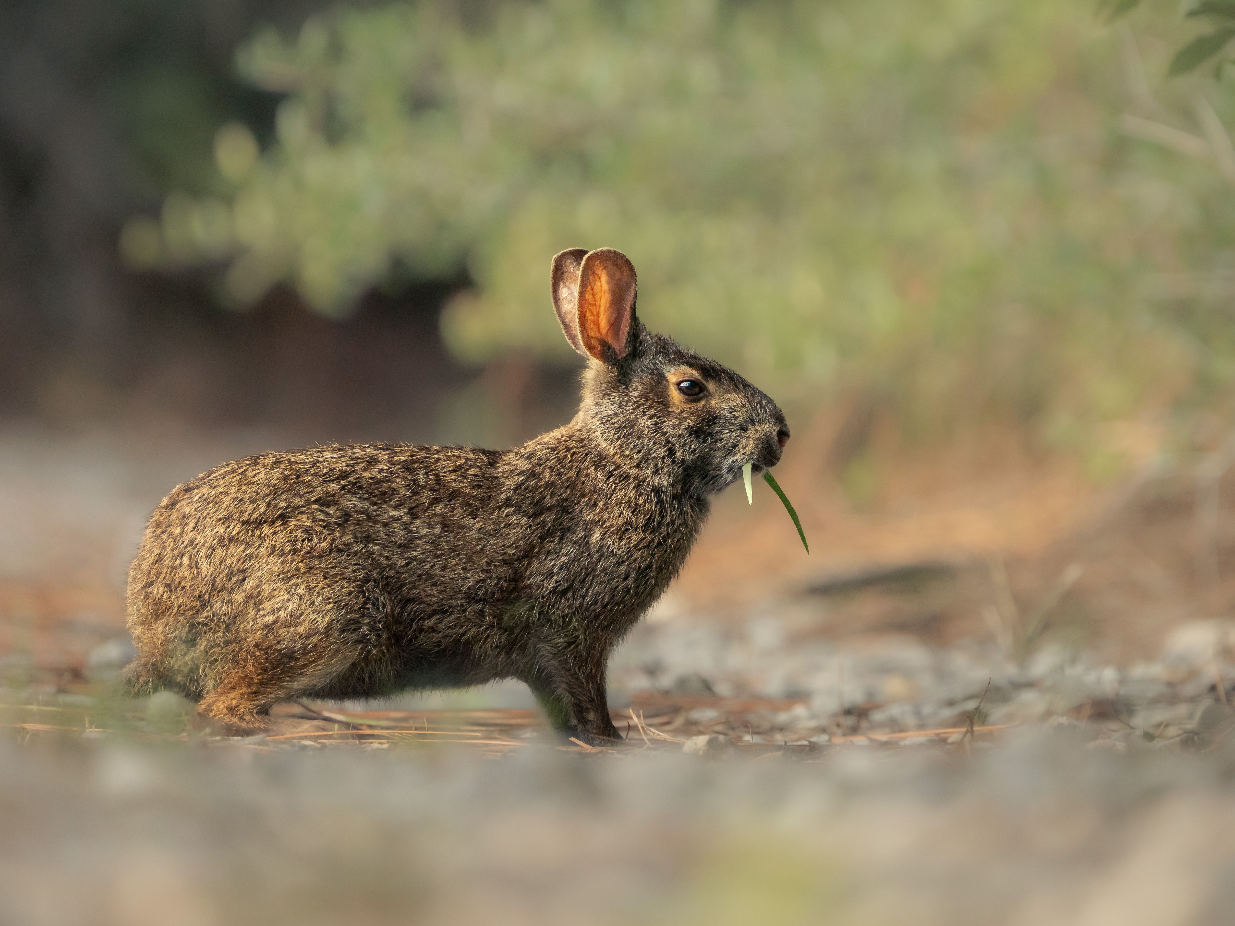 A wild rabbit munching on grass in a natural outdoor setting, showcasing its natural behavior.