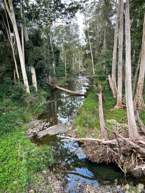 Free Serene creek flowing through a lush forest in Australia, offering a peaceful natural retreat. Stock Photo