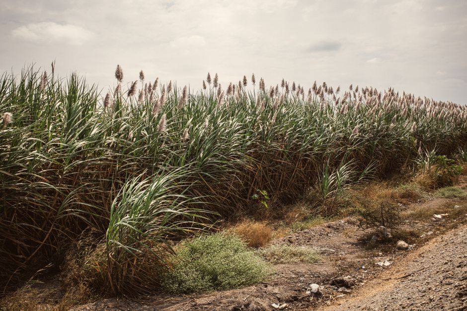 Watchdog Accuses Dominican Sugar Importer of Labor Violations