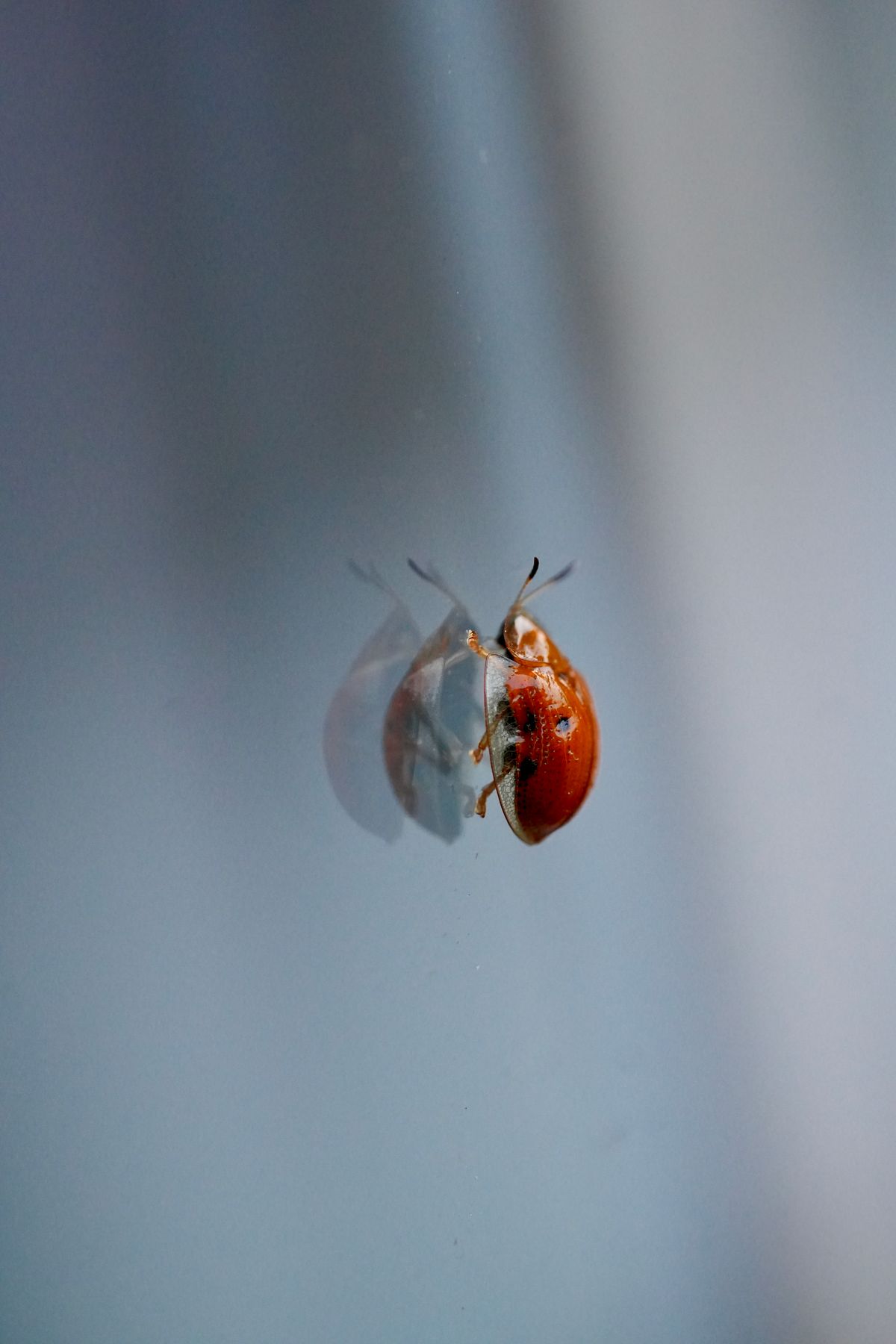 Marienkäfer aus nächster Nähe auf einer glatten Glasfläche, wie er im Herbst typischerweise an Fensterscheiben sitzt