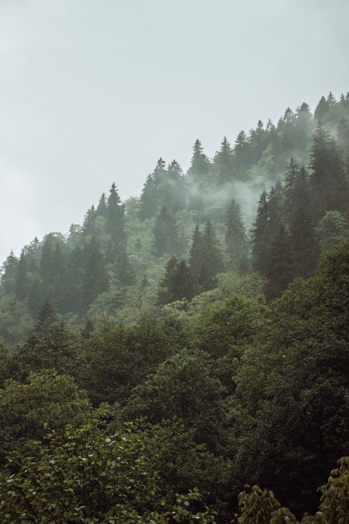 Free A misty forest view with tall trees covering a hillside in Rize, Türkiye. Stock Photo