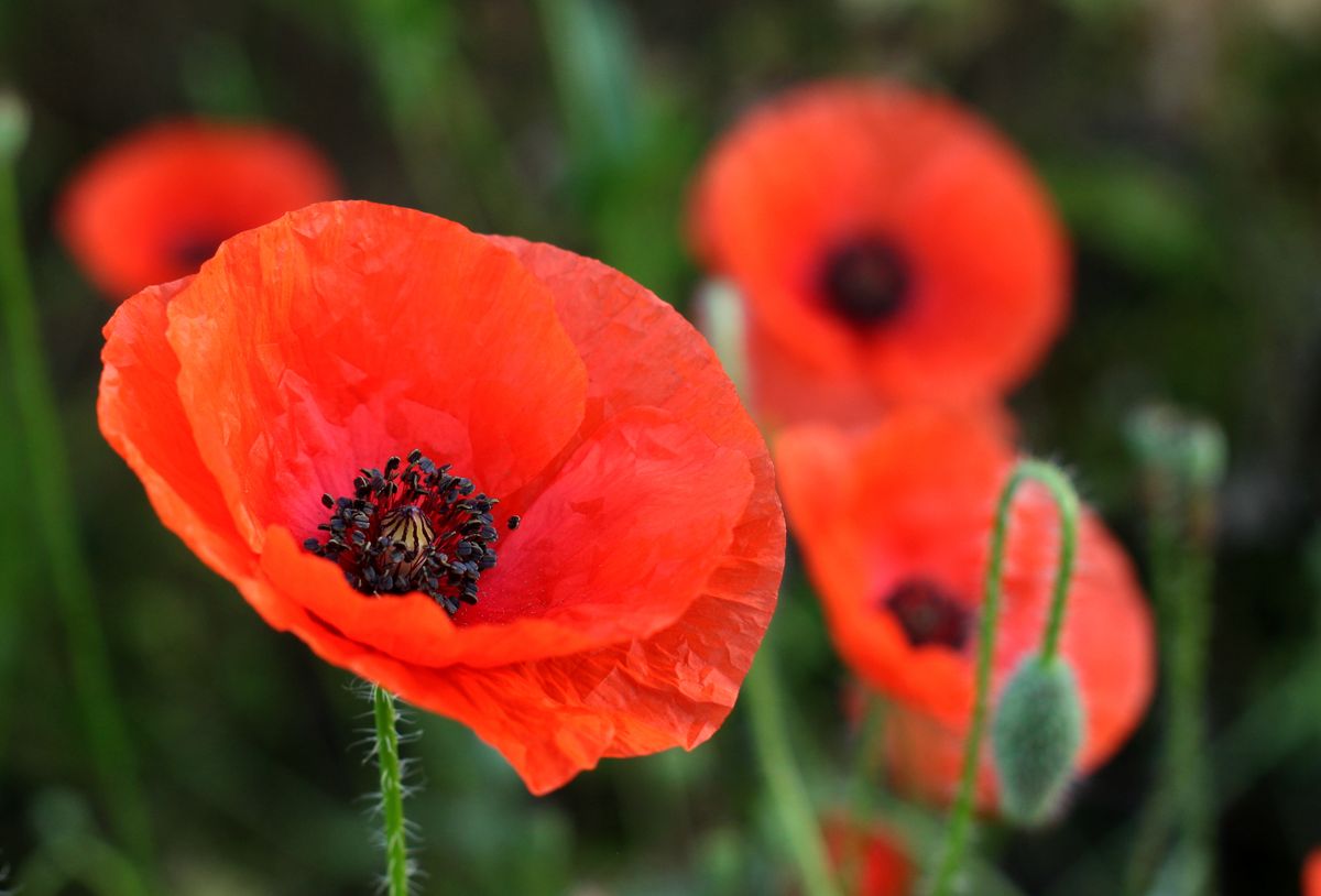 9 Fall-Sown Flowers, With Zone and Regional Timing Notes 1 Red corn poppies with dark centers blooming among green stems