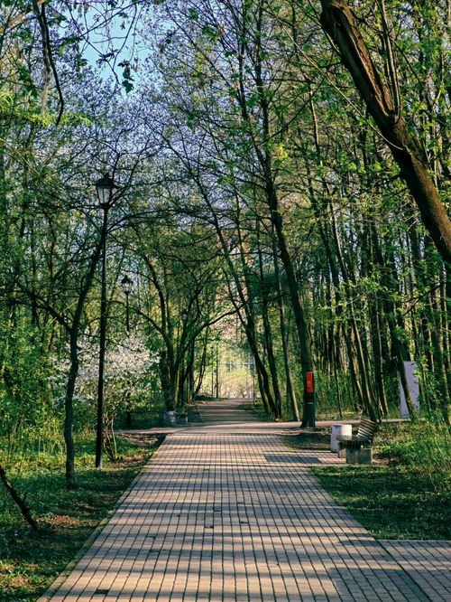 Free A tranquil tree-lined path in a Moscow park during springtime, inviting a peaceful stroll. Stock Photo