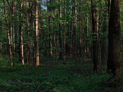 Free Serene view of a dense green forest in Moscow during springtime. Perfect for nature lovers. Stock Photo