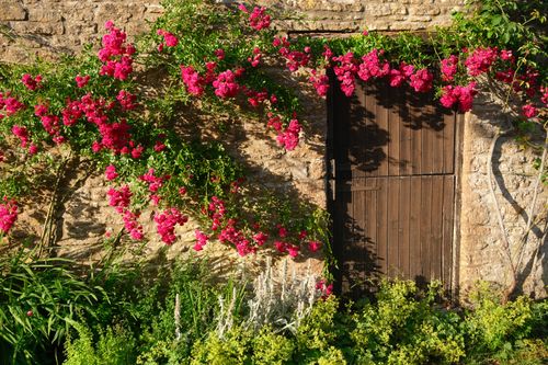 Free Charming rustic doorway adorned with bright pink climbing roses against a stone wall, bathed in sunlight. Stock Photo
