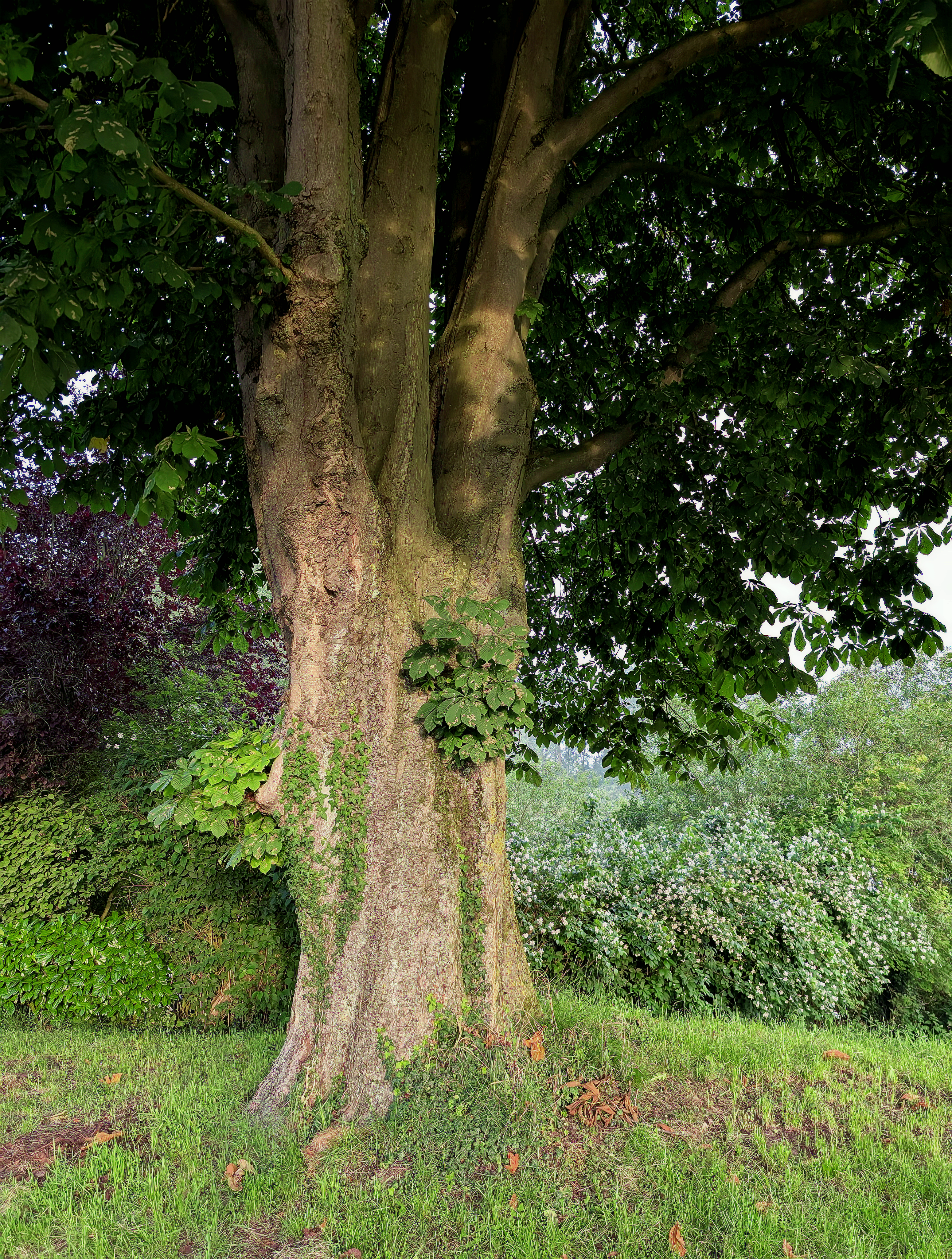 healthy established tree trunk