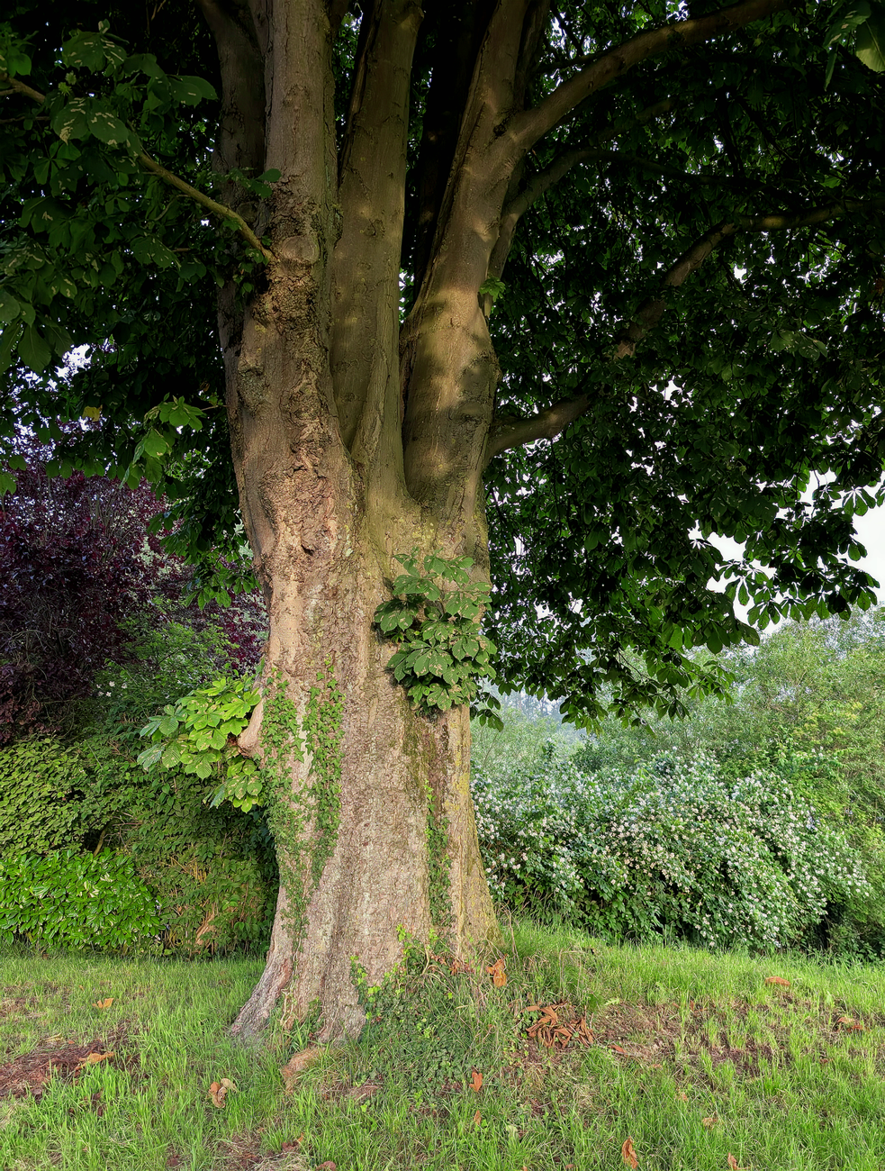 healthy established tree trunk