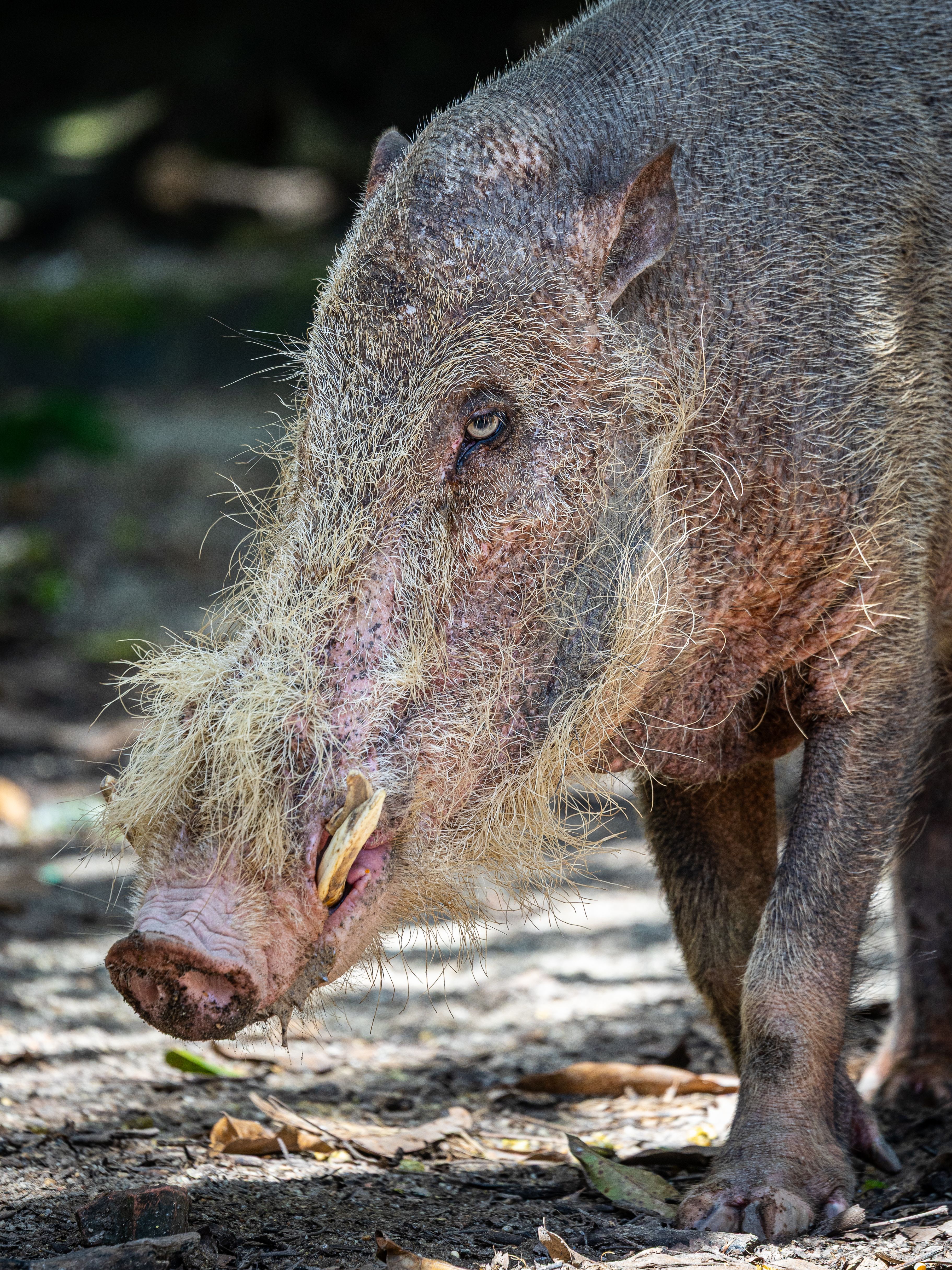 Close-up of a bearded wild pig (Sus barbatus) in a shaded outdoor environment.