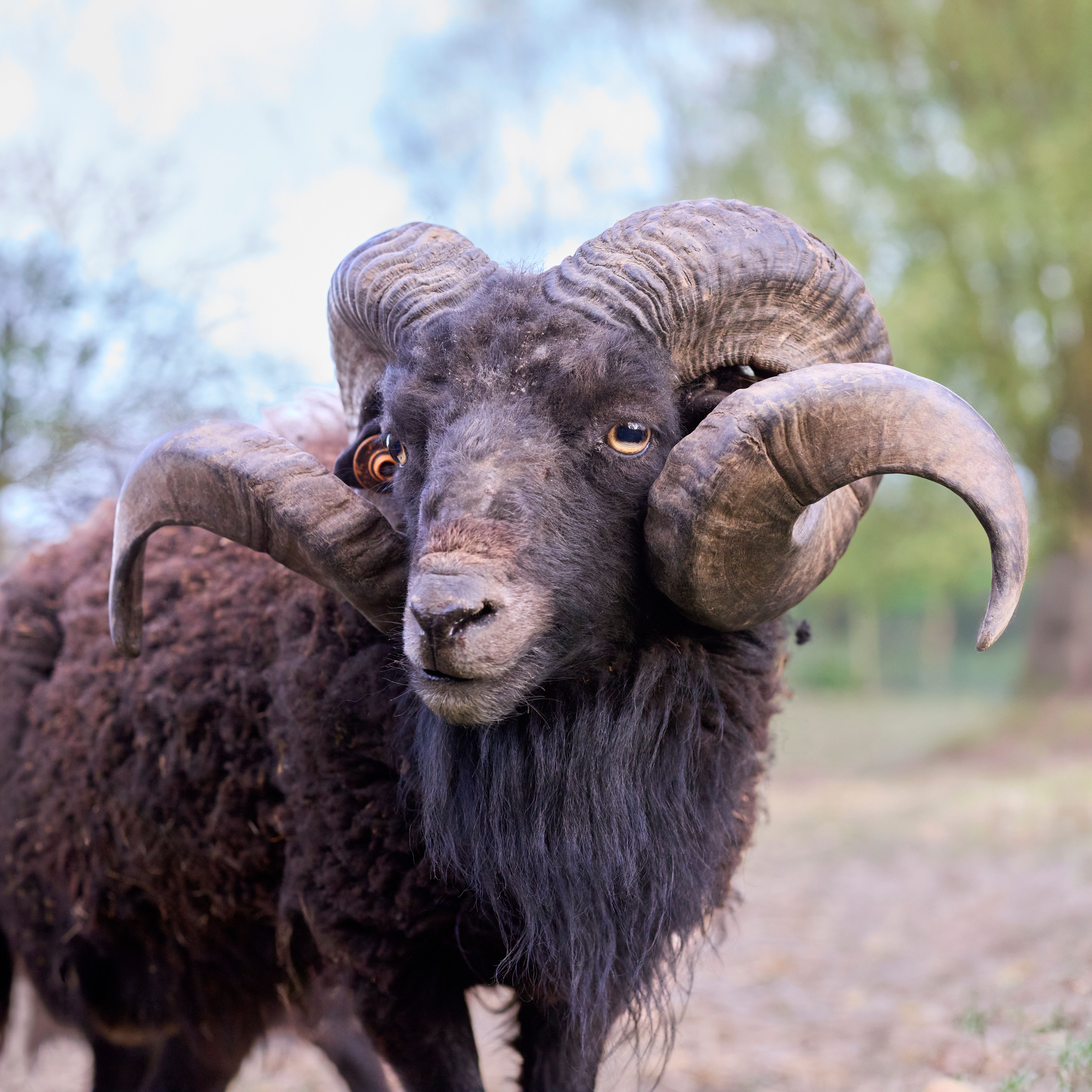 Close-up of a majestic Ouessant ram with grand horns, standing outdoors.
