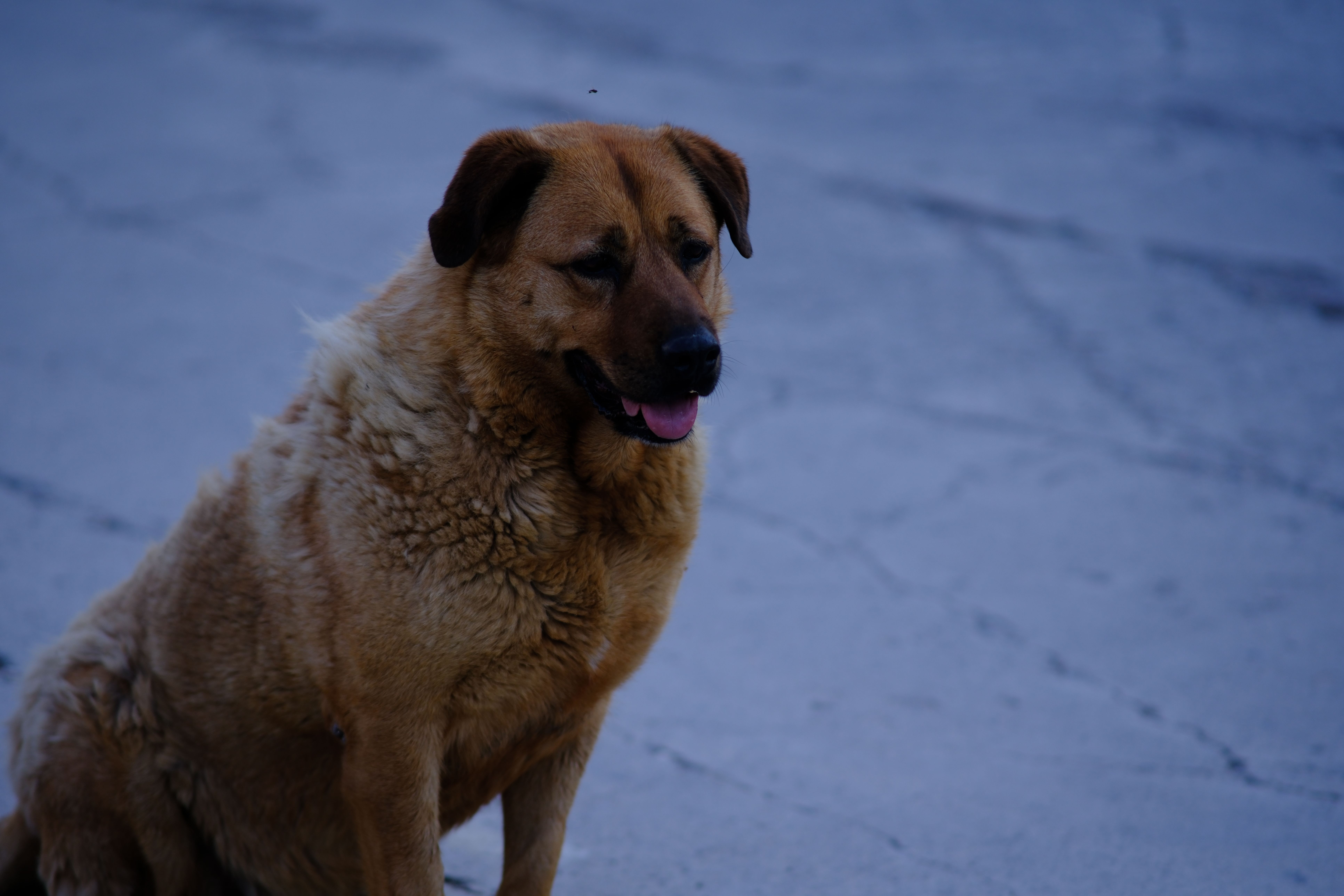 A dog undergoing diagnostic blood testing at a veterinary clinic