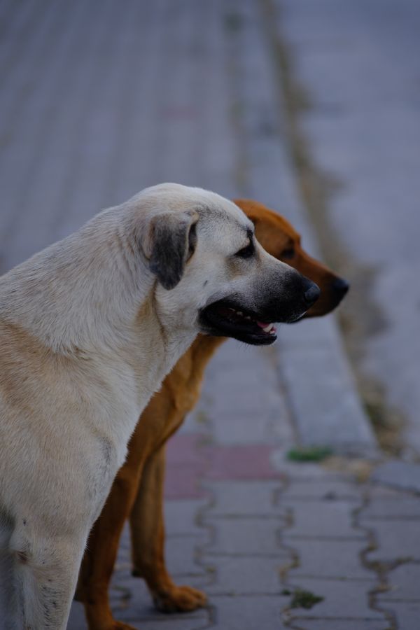 Dois cães em pé em uma calçada em İzmir, Turquia, exibindo seus perfis atentos.