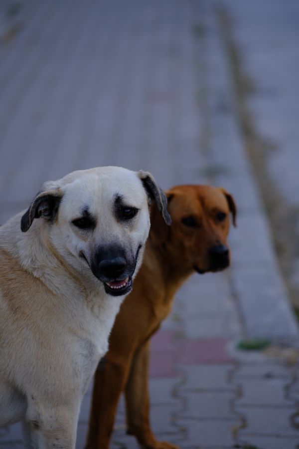 Dois cães de rua em pé na calçada em İzmir, Turquia, um olhando para a câmera.