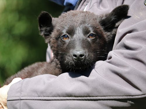 Free stock photo of black, dog face, pup