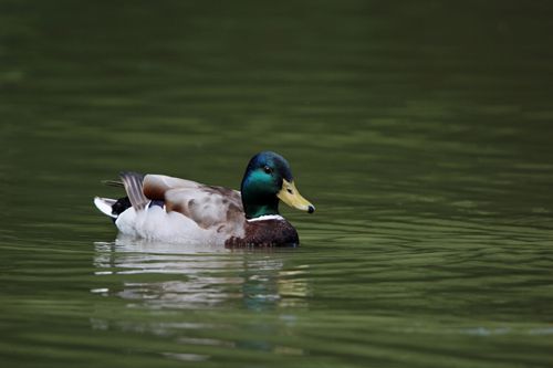 Free A vibrant mallard duck gracefully glides on a serene pond in Gablitz, Austria. Stock Photo