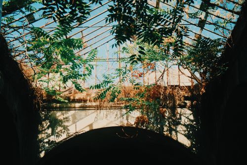 Free Sunlight filters through an abandoned greenhouse with lush green and brown foliage. Stock Photo