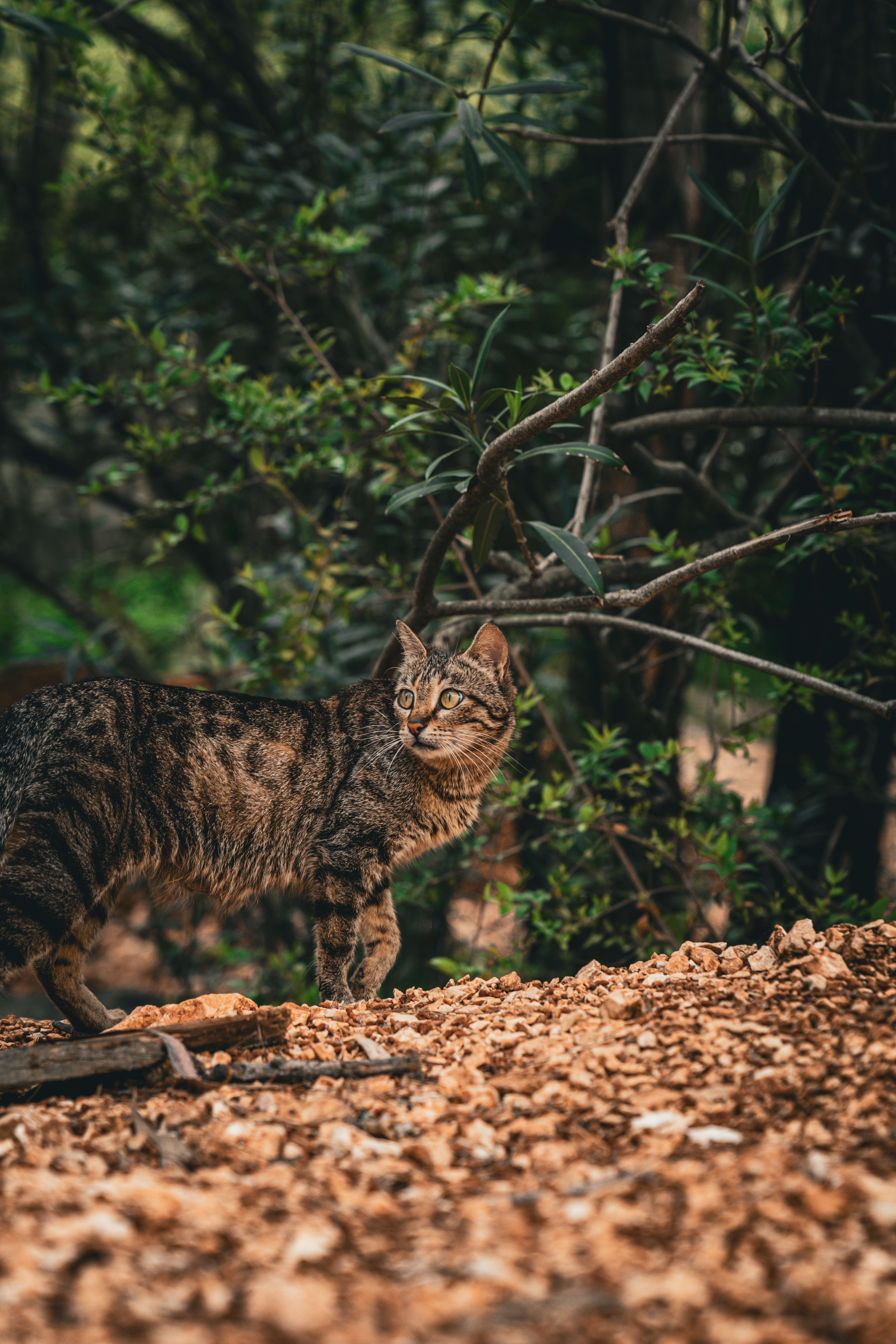 A tabby cat stands alert in a lush forest in Adana, Türkiye, surrounded by greenery and natural terrain.