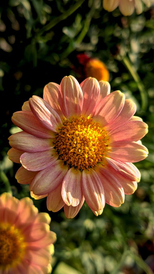 Free Vivid close-up of a pink daisy with detailed yellow center in natural sunlight. Stock Photo