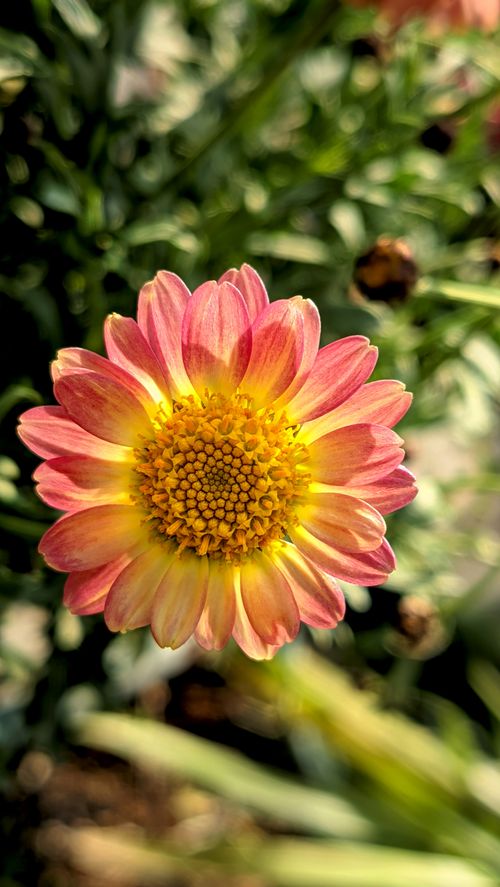 Free A vibrant close-up photo of a pink and yellow daisy flower in a garden setting, showcasing floral beauty. Stock Photo