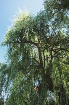 willow leaves underside