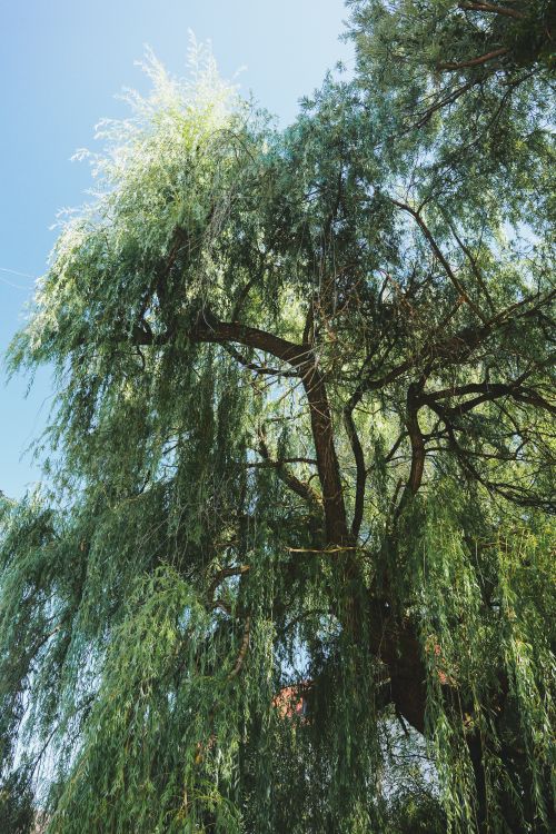 A willow in full leaf with cascading branches — photo by Andreas Schnabl on Pexels