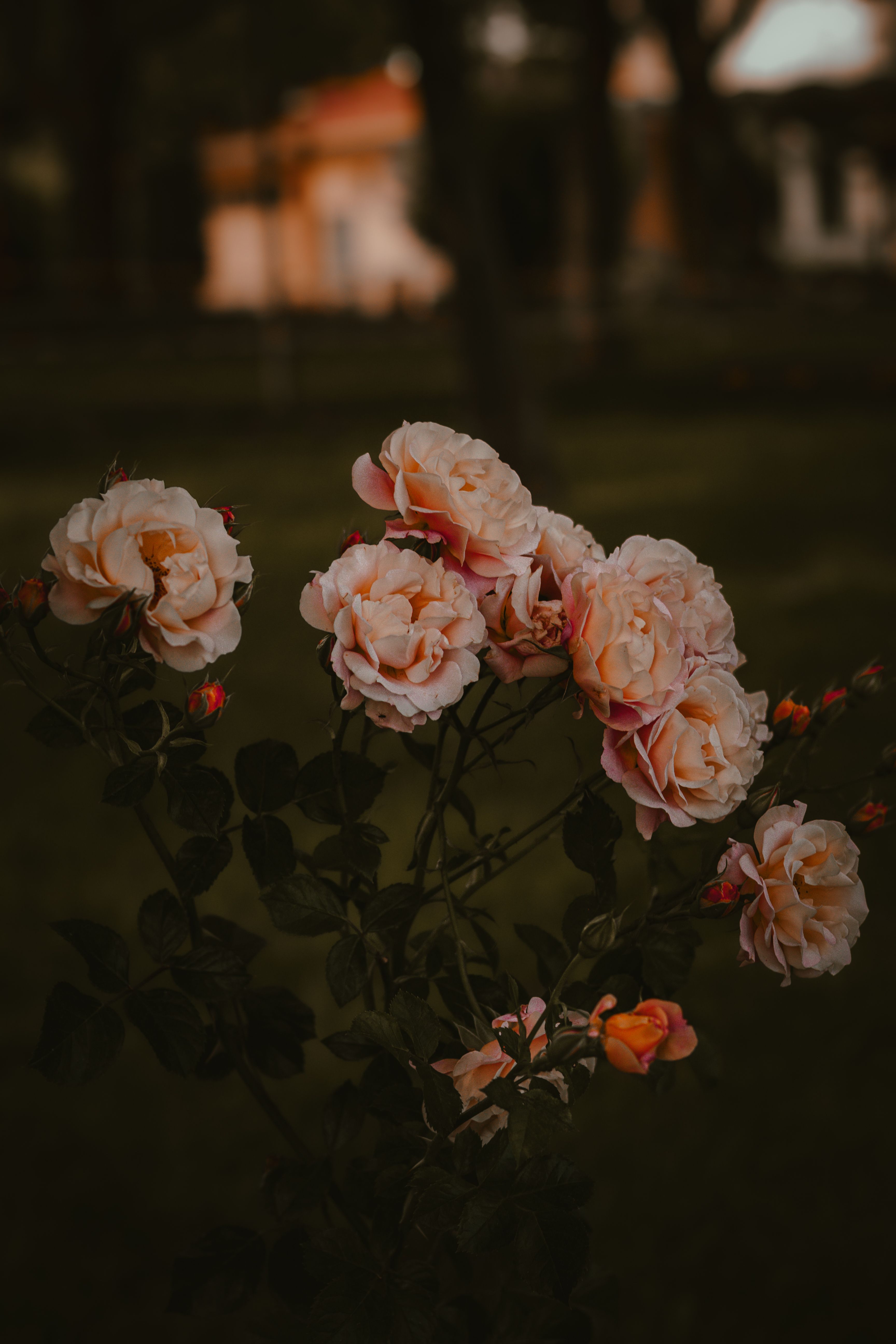 [ColoSach]-dark-moody-photo-of-blooming-pink-roses-in-a-garden-setting,-creating-a-romantic-and-mysterious-ambiance.