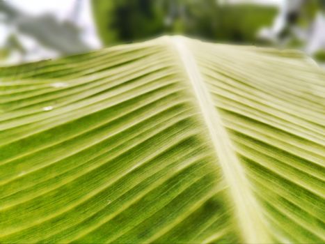Cómo el té verde acelera la pérdida de grasa según la ciencia