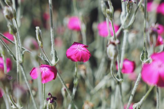 Vivid pink wildflowers blooming, capturing nature's beauty in spring.