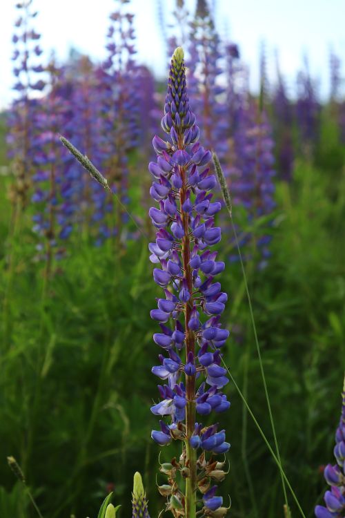 Free A close-up of vibrant purple lupine flowers blooming in a lush green field. Stock Photo