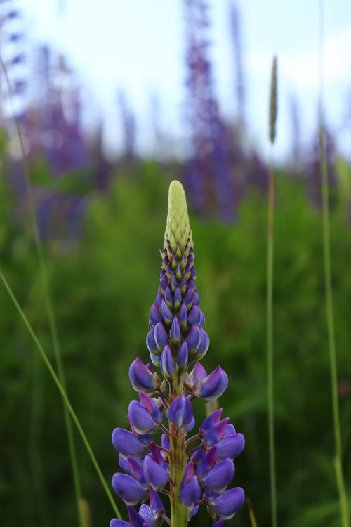Free Close-up of a purple lupine flower in full bloom against a lush green background. Stock Photo