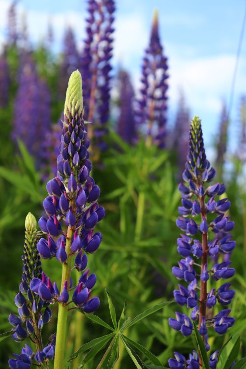 Free Close-up of purple lupine flowers in full bloom, captured under the bright spring sky. Stock Photo