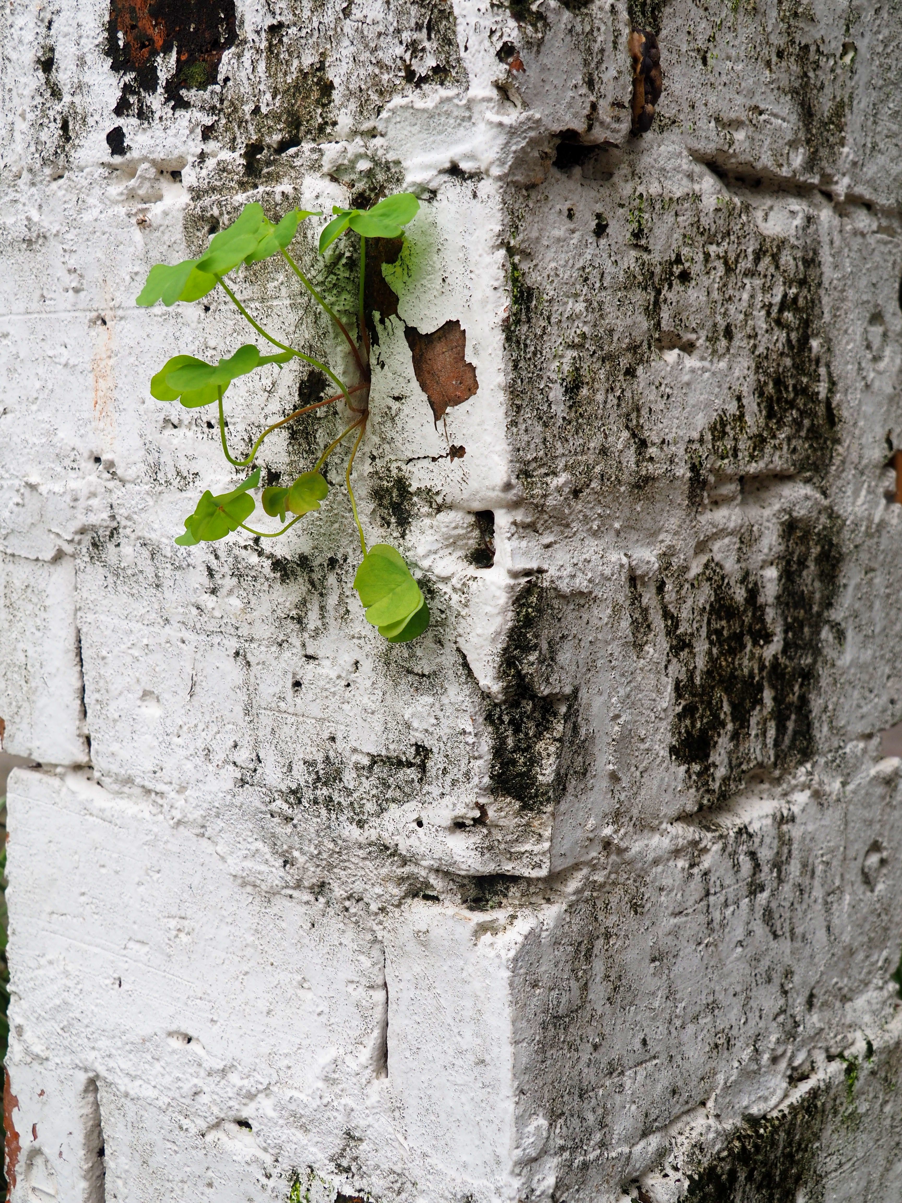 A small plant defies odds by growing on an old brick wall, depicting resilience in urban Hong Kong.