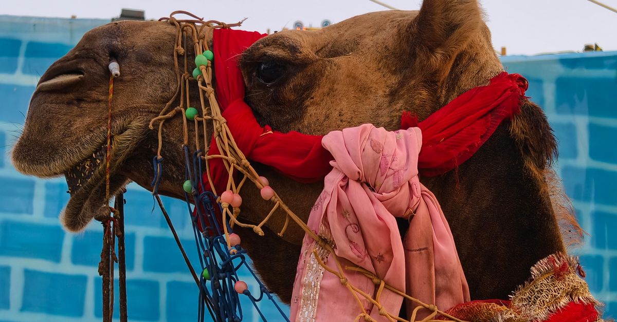 Las tradiciones festivas más extrañas y sorprendentes del mundo Las tradiciones festivas más extrañas y sorprendentes del mundo