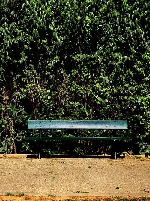 Free Empty green park bench against vibrant lush greenery on a sunny day. Stock Photo