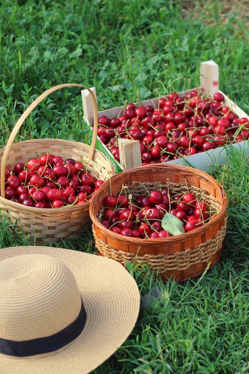 Free Ripe cherries in woven baskets on lush green grass, a summer harvest delight. Stock Photo