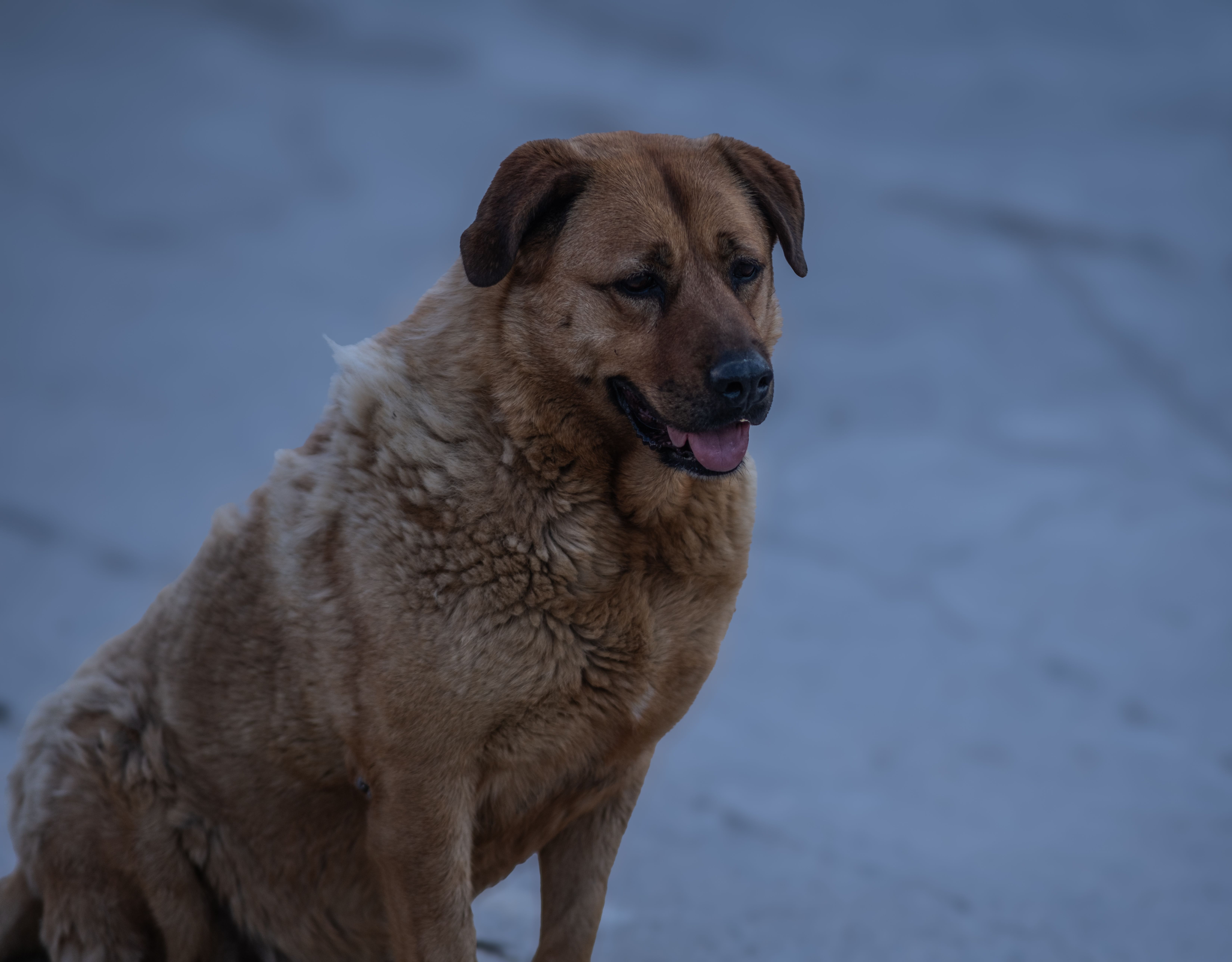 Portrait of a dog at a veterinary clinic