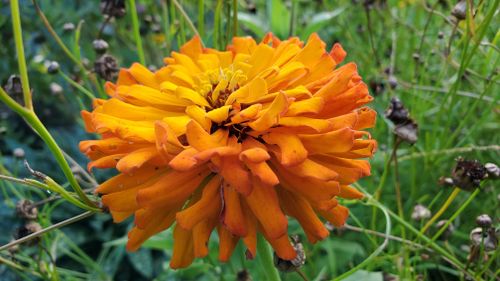 Free stock photo of beautiful flower, beautiful flowers, orange flower Stock Photo