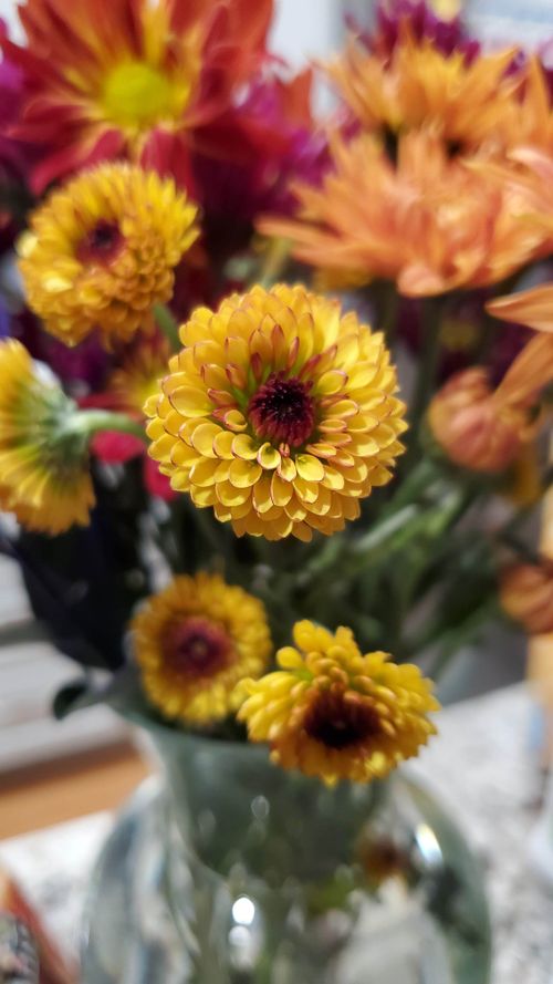 Free stock photo of april flowers, beautiful flower, beautiful flowers Stock Photo