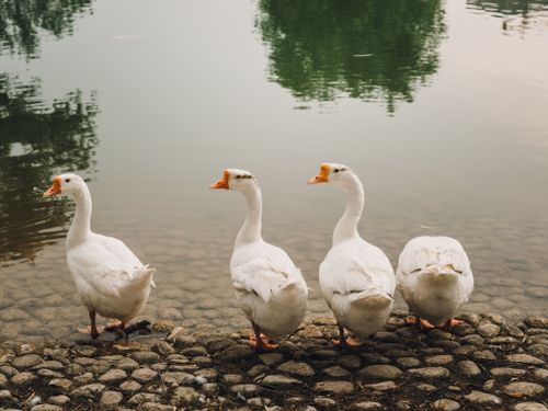 Free Four white geese stand by a peaceful lake with reflections of green trees. Stock Photo