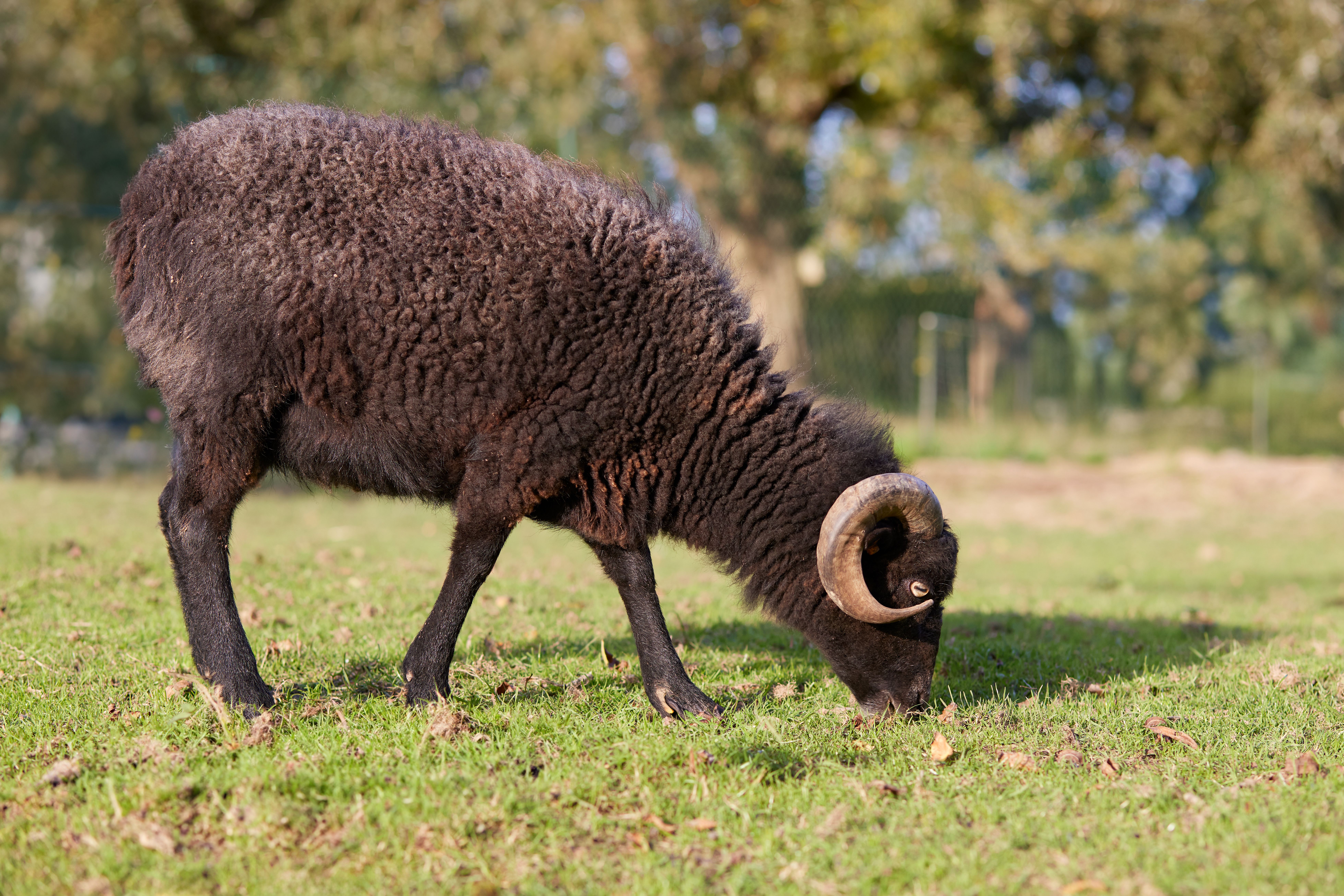 A black Ouessant sheep with horns grazing peacefully in a sunlit outdoor pasture.