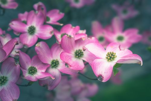 Free Close-up of bright pink dogwood flowers in bloom, Portland, Oregon. Stock Photo
