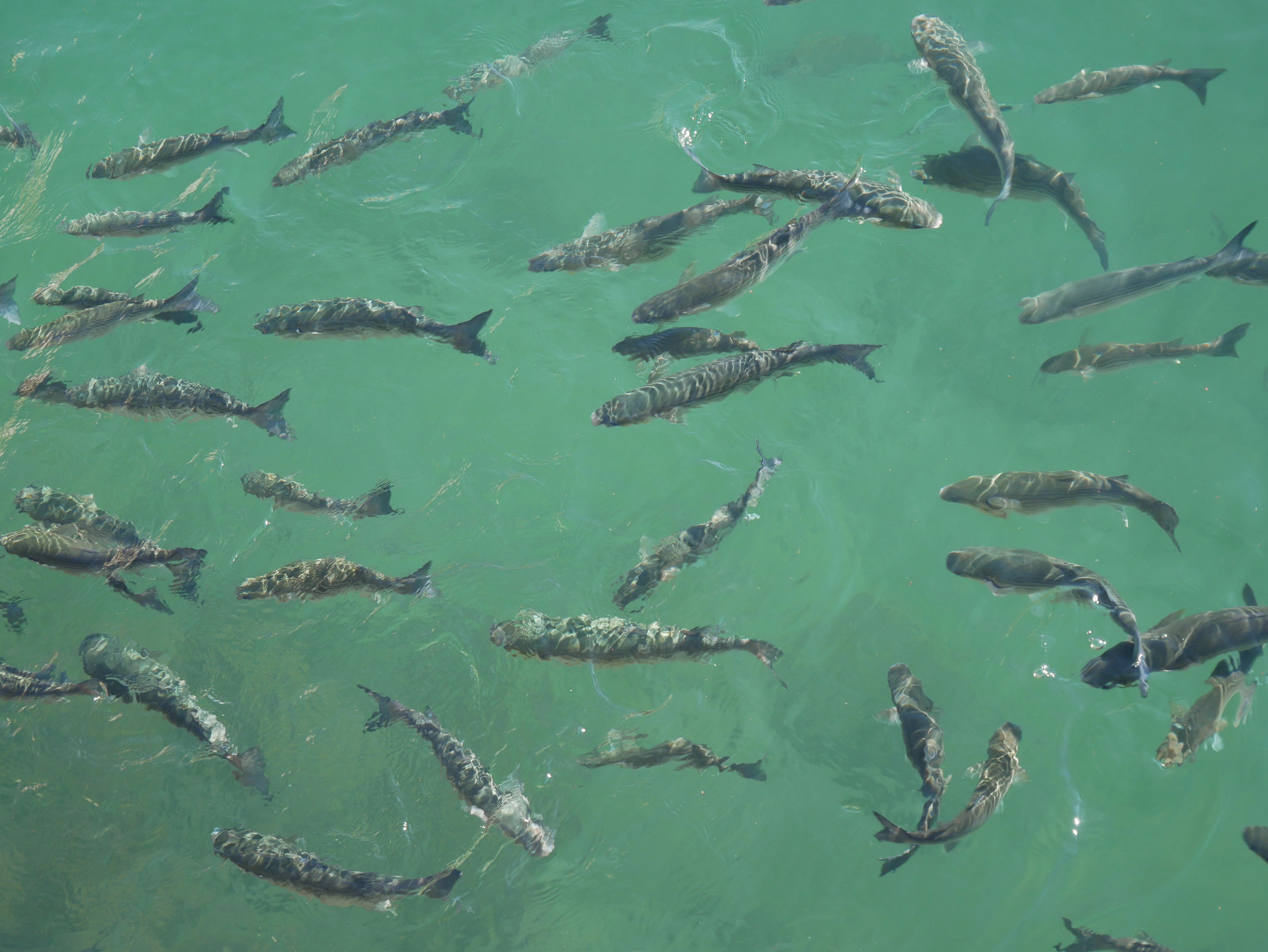 8. Fatty Fish