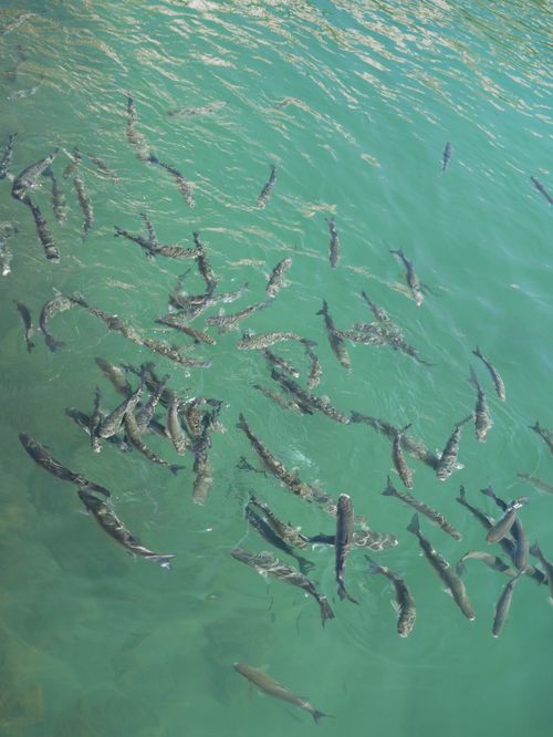Free A vibrant school of fish swimming in crystal clear turquoise water, creating a serene aquatic scene. Stock Photo