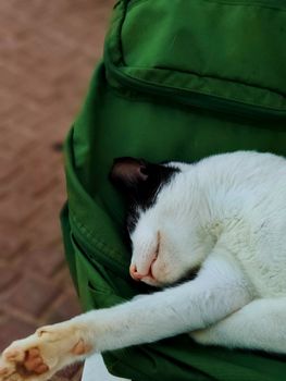 A black and white cat peacefully sleeps on a green backpack in an outdoor setting.